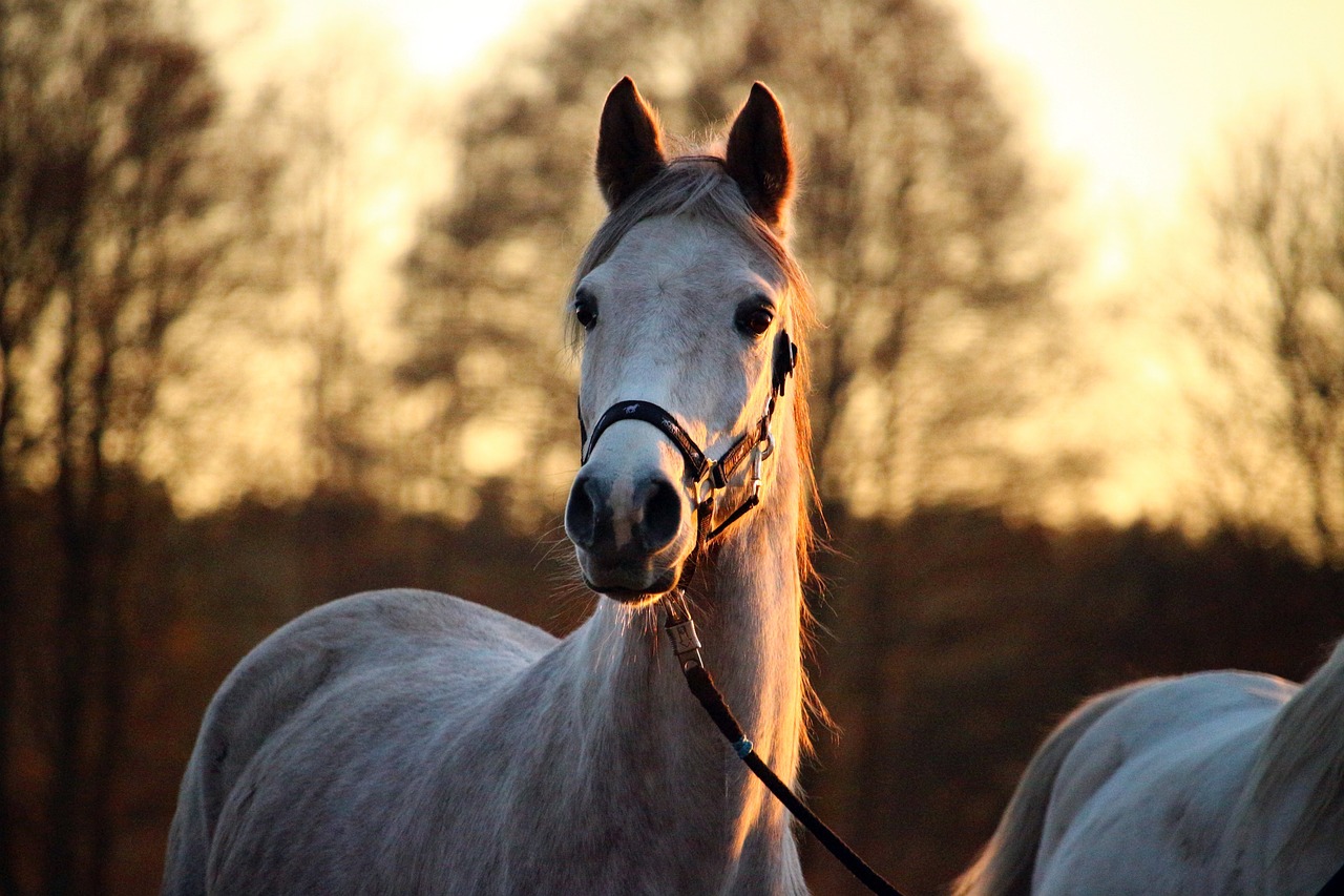 Mastering Horse Drawing: A Comprehensive Guide